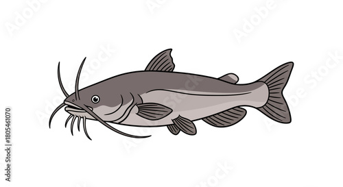 Illustration of a catfish with whiskers, fins, and a body, isolated on white background