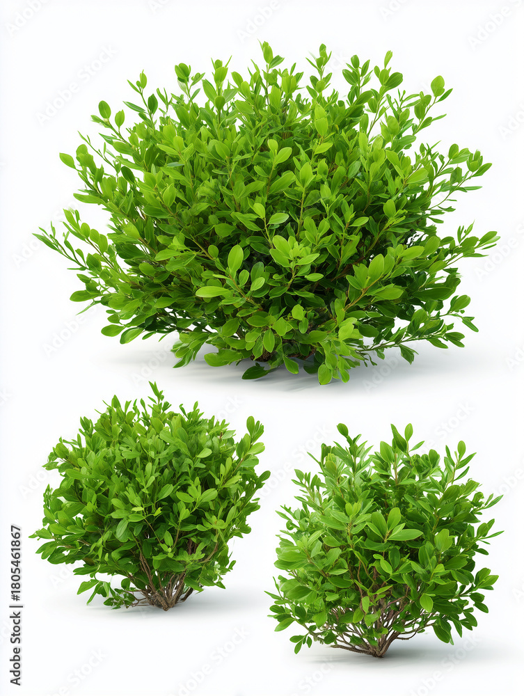 Obraz premium Green boxwood bush plants on white background