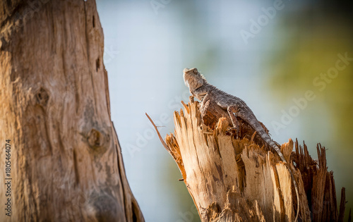 Close up of a mottled lizard on a jagged tree stump in. Udawalawe national Park, Sri Lanka