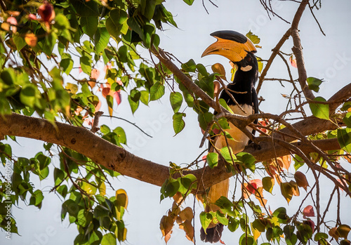 Close up of a Malabar pied hornbil, with distinctive yellow and black beak in tree in Sri Lanka
