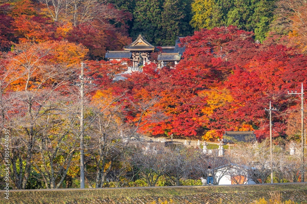 Obraz premium 茨城の紅葉 永源寺もみじ寺 