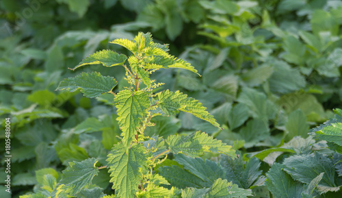 Urtica dioica Stinging Nettle plant in bright sunlight