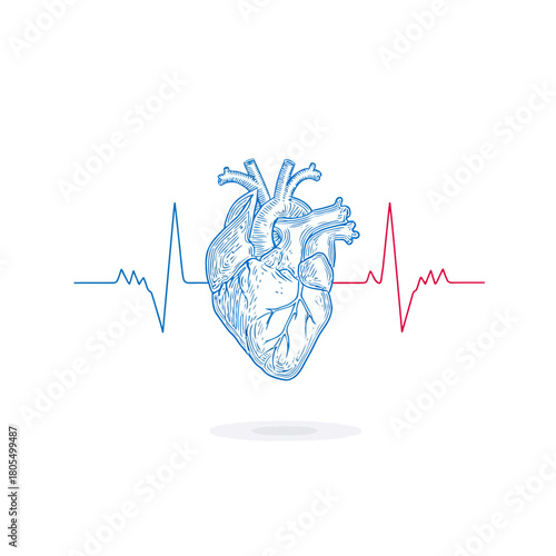 Anatomy of a Heart with EKG Waveform Illustration