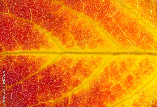 close up on red autumn aspen leaf texture