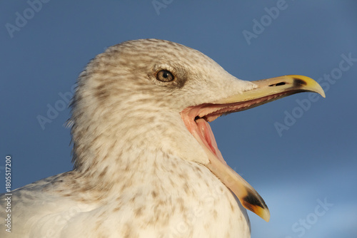 Portrait einer noch nicht adulten Silbermöwe (Larus argentatus, European herring gull), vermutlich im vierten Lebensjahr, mit offenem Schnabel im Abendlicht