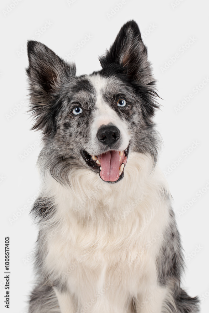 Fototapeta premium Portrait of a merle Border Collie on a white studio background, close-up, looking at the camera, mouth open.