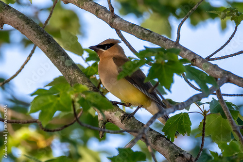 cedar waxwing 