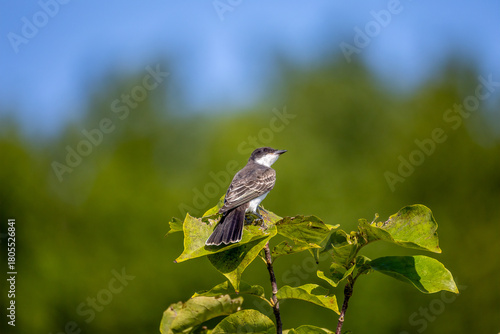 bird on a branch