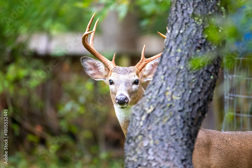 Majestic Buck in the Backyard 