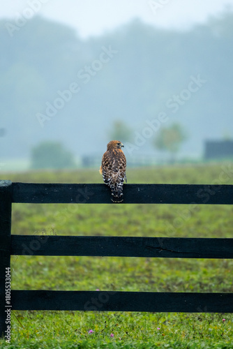 Hawk Perched on Fence