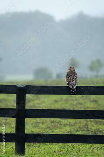 Hawk Perched on Fence