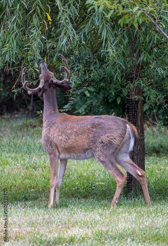 Majestic Buck in the Backyard 