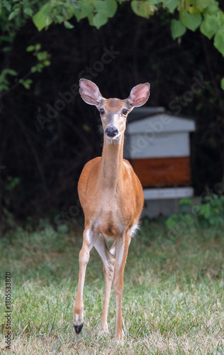 Doe Staring at Camera