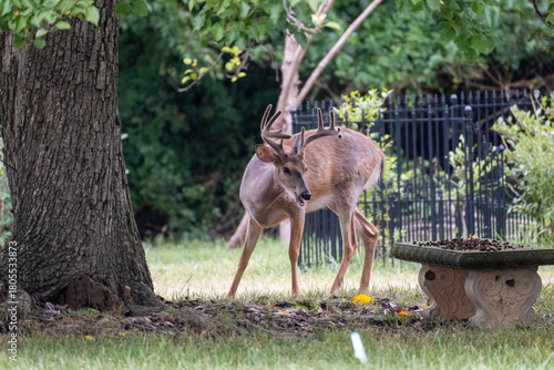 Majestic Buck in the Backyard 