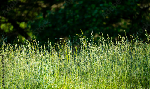 Lush Field and Forest Backdrop