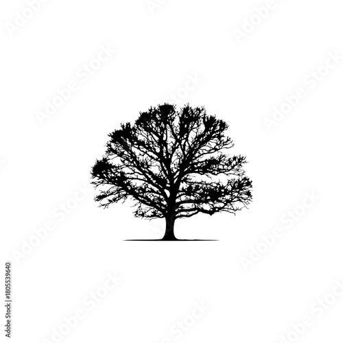 Beautiful black tree silhouette against white sky for striking nature designs and seasonal themes
