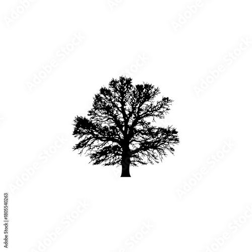 Elegant tree silhouette on white offers natural design element for calming backdrops or creative brand identity
