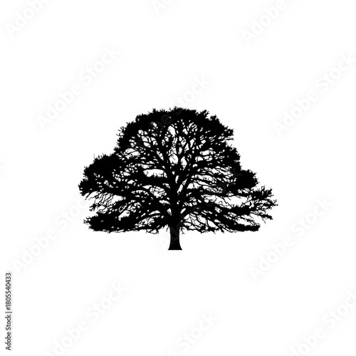 Create dramatic impact with a silhouetted tree against white backdrop for striking designs and nature themes
