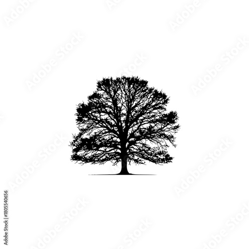 Striking black silhouette of a mature tree against a white background for nature-inspired designs
