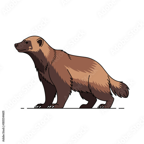 Wolverine standing majestically on white background