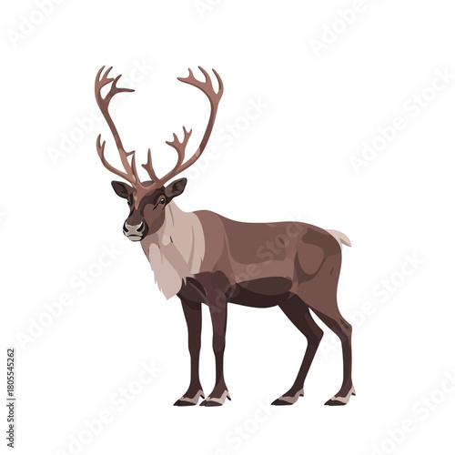 Reindeer with Antlers Standing Isolated on White Background