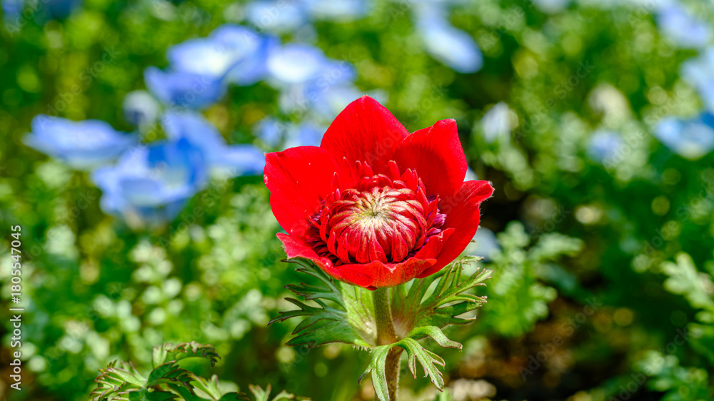 Obraz premium 赤のアネモネの花