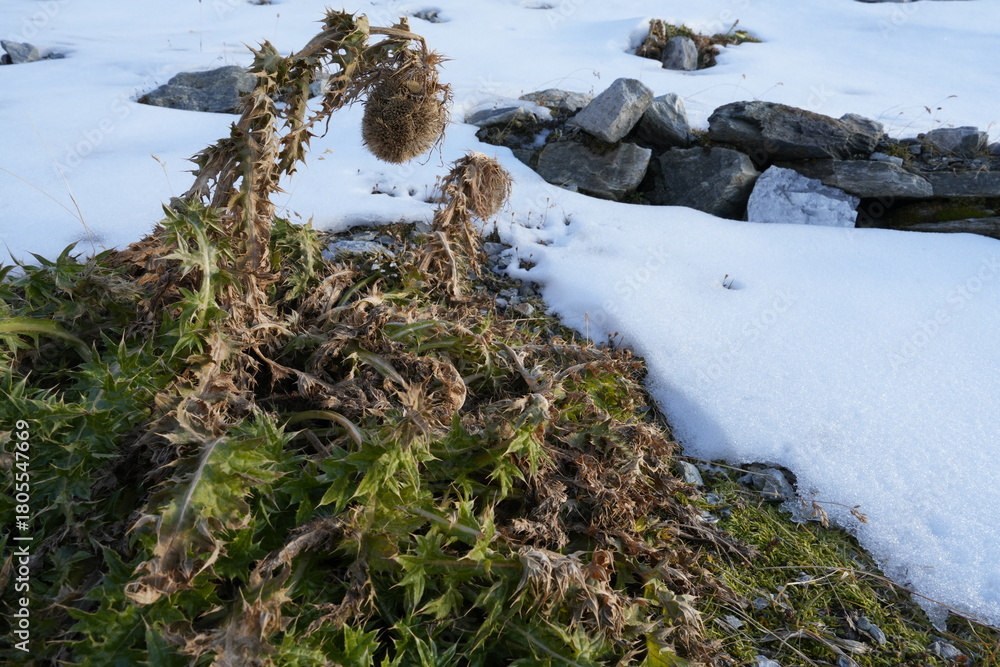 Obraz premium PRIMA NEVE AUTUNNALE SULLA VEGETAZIONE ALPINA