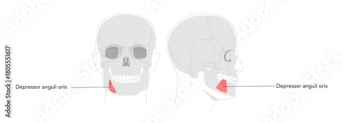 Depressor anguli oris - Human facial muscle labeled diagram that depresses the corners of the mouth contributing to frowning expressions, useful for medical and educational illustrations