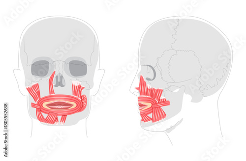Oral muscles anatomy diagram, structures include orbicularis oris, zygomaticus major, zygomaticus minor, risorius, buccinator, mentalis, levator labii, depressor oris, educational reference