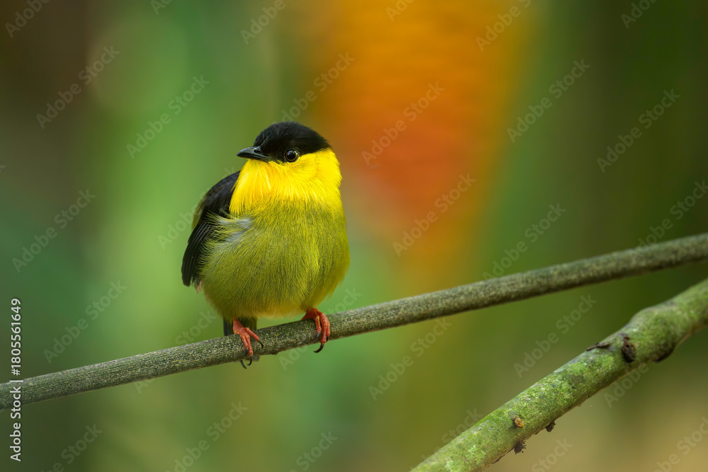 Fototapeta premium Golden-collared Manakin, Manacus vitellinus