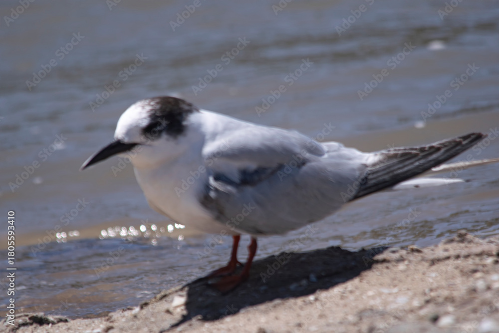 Fototapeta premium South american little seagull on the seashore