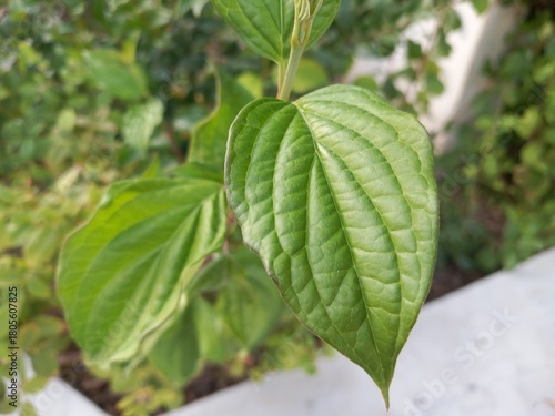 A close up of a green leaf in a garden