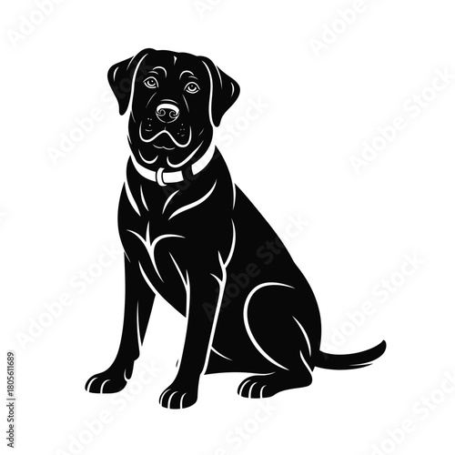 Black labrador retriever dog sitting patiently wearing a collar