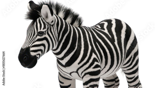 zebra on white background