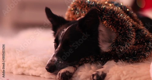 Cute dog with shiny tinsel at home, camera moving right and in. Christmas atmosphere