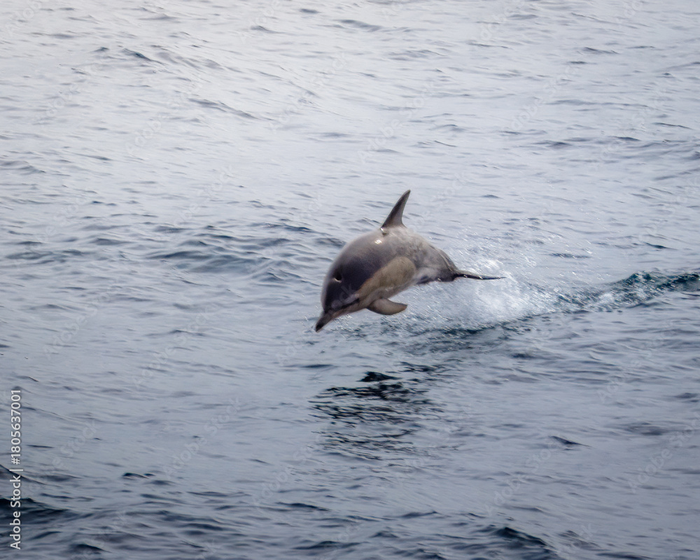 Fototapeta premium A small pod of Short Beaked Common Dolphins leaping out of the calm Irish sea, sailing back to Liverpool. 