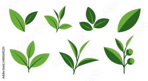 Green tea leaves vector collection for organic food packaging and logo design