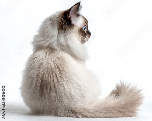 Wallpaper Mural fluffy long-haired cream cat sitting sideways with bushy tail on white background, calm and serene posture Torontodigital.ca