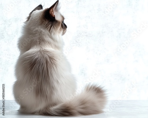 Wallpaper Mural Fluffy long-haired white cat with gray pointed markings sitting on a surface, seen from behind in profile with bushy tail, looking away into a bright minimalist background, calm and contemplative Torontodigital.ca