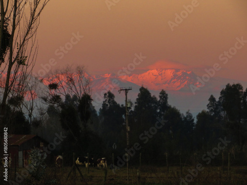 Pink sunset mountains with cows, trees and light fog