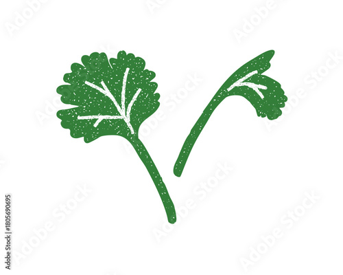 手描き！香菜（パクチー）の葉のイラスト シンプルで可愛いハーブ・コリアンダーのベクター　cilantro