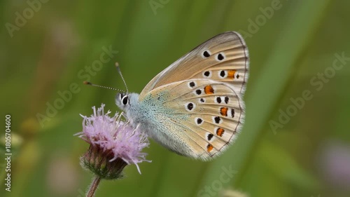 Wallpaper Mural A small light blue and brown butterfly with spotted wings resting on a purple thistle flower in a natural green setting. Torontodigital.ca