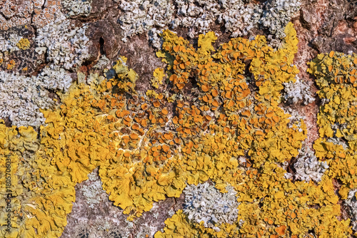 Baumrinde mit der Gewöhnlichen Gelbflechte (Xanthoria parietina) mit Apothecien (Fruchtkörpern), der Helm-Schwielenflechte (Physcia adscendens) und anderen Flechten