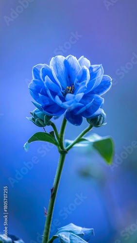 A vibrant blue rose in full bloom, stem slightly diagonal, surrounded by a blurred blue-purple backdrop