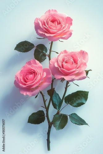 three pink roses on stems with glossy green leaves against a pale background, soft lighting evoking delicate romantic serenity