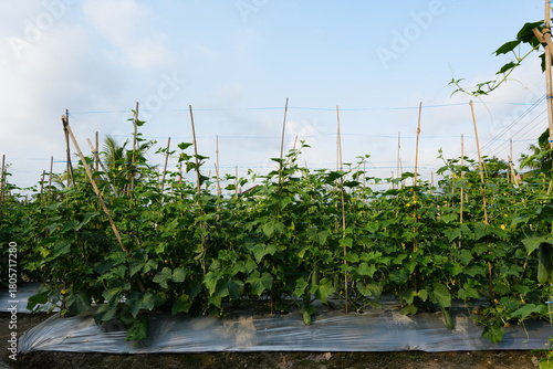 Obraz na płótnie Cucumber plant, cucumber harvest, cucumber