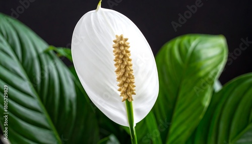 A vibrant close-up showcases a pristine white peace lily bloom with textured spadix, against a lush, dark backdrop