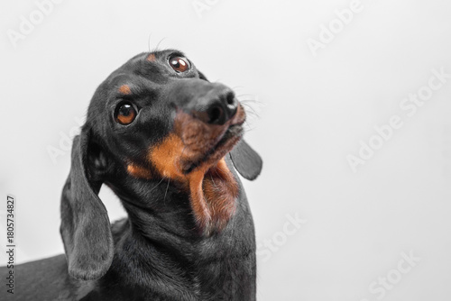 Charming dachshund with shiny black and brown coat looking curiously upward against a minimalist white backdrop. perfect for pet-related designs.