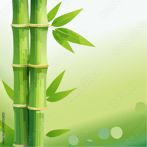 Tropical green bamboo forest
3