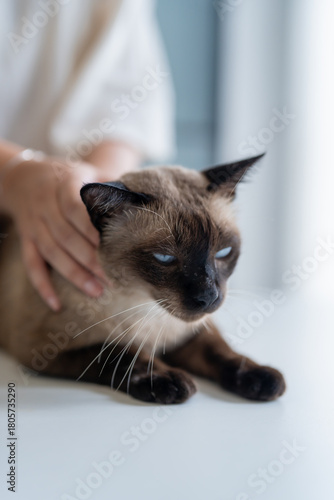 Konstfotografi Vet surgeon